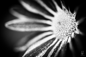 B&amp;W-Diekirch-home-macro-flowers-14112020-by-LugdivineUnfer-53