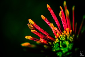 Diekirch-home-macro-flowers-14112020-by-LugdivineUnfer-16