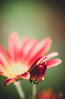 Diekirch-home-macro-flowers-14112020-by-LugdivineUnfer-47