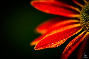 Diekirch-home-macro-flowers-14112020-by-LugdivineUnfer-56