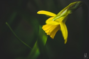 Diekirch-home-macro-flowers-19032021-by-LugdivineUnfer-1