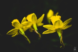 Diekirch-home-macro-flowers-19032021-by-LugdivineUnfer-9