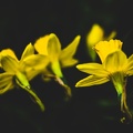 Diekirch-home-macro-flowers-19032021-by-LugdivineUnfer-9