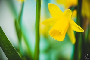 Diekirch-home-macro-flowers-19032021-by-LugdivineUnfer-23