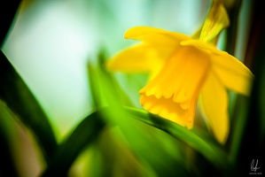 Diekirch-home-macro-flowers-19032021-by-LugdivineUnfer-29