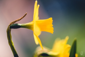 Diekirch-home-macro-flowers-19032021-by-LugdivineUnfer-32