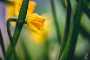 Diekirch-home-macro-flowers-19032021-by-LugdivineUnfer-33