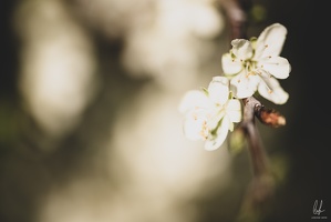 Flowers-Macro-Diekirch-Innadayard-by-lugdivineunfer-23042021-76