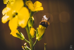 Flowers-Bees-Macro-Diekirch-Innadayard-by-lugdivineunfer-25042021-6