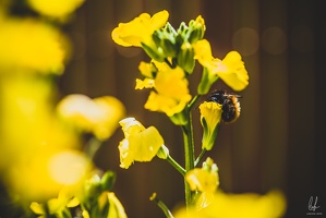 Flowers-Bees-Macro-Diekirch-Innadayard-by-lugdivineunfer-25042021-9