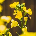 Flowers-Bees-Macro-Diekirch-Innadayard-by-lugdivineunfer-25042021-9