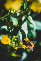 Flowers-Bees-Macro-Diekirch-Innadayard-by-lugdivineunfer-25042021-15