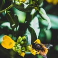 Flowers-Bees-Macro-Diekirch-Innadayard-by-lugdivineunfer-25042021-15