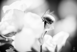 Flowers-Bees-Macro-Diekirch-Innadayard-by-lugdivineunfer-25042021-17