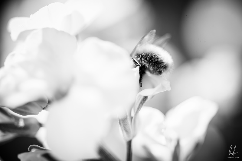 Flowers-Bees-Macro-Diekirch-Innadayard-by-lugdivineunfer-25042021-17.jpg