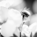 Flowers-Bees-Macro-Diekirch-Innadayard-by-lugdivineunfer-25042021-17