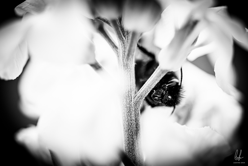 Flowers-Bees-Macro-Diekirch-Innadayard-by-lugdivineunfer-28042021-5.jpg