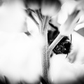 Flowers-Bees-Macro-Diekirch-Innadayard-by-lugdivineunfer-28042021-5