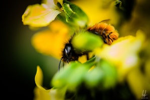 Flowers-Bees-Macro-Diekirch-Innadayard-by-lugdivineunfer-28042021-7