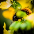 Flowers-Bees-Macro-Diekirch-Innadayard-by-lugdivineunfer-28042021-7