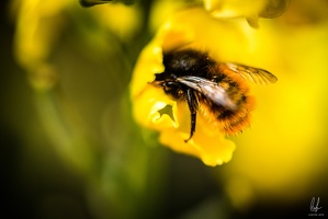 Flowers-Bees-Macro-Diekirch-Innadayard-by-lugdivineunfer-28042021-12