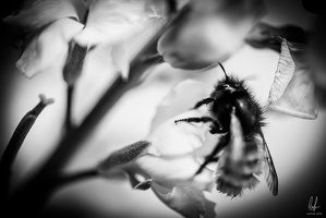 Flowers-Bees-Macro-Diekirch-Innadayard-by-lugdivineunfer-28042021-15