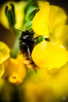 Flowers-Bees-Macro-Diekirch-Innadayard-by-lugdivineunfer-28042021-19