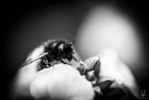 Flowers-Bees-Macro-Diekirch-Innadayard-by-lugdivineunfer-28042021-23