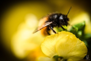 Flowers-Bees-Macro-Diekirch-Innadayard-by-lugdivineunfer-28042021-25