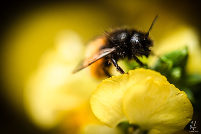 Flowers-Bees-Macro-Diekirch-Innadayard-by-lugdivineunfer-28042021-25.jpg