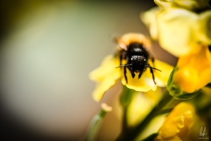 Flowers-Bees-Macro-Diekirch-Innadayard-by-lugdivineunfer-28042021-31
