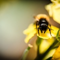 Flowers-Bees-Macro-Diekirch-Innadayard-by-lugdivineunfer-28042021-31