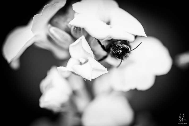 Flowers-Bees-Macro-Diekirch-Innadayard-by-lugdivineunfer-28042021-41.jpg