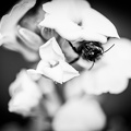Flowers-Bees-Macro-Diekirch-Innadayard-by-lugdivineunfer-28042021-41