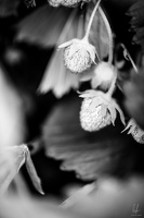 96dpi-B&amp;W-VumGreis-Berchem-LU-24052022-by-LugdivineUnfer-70